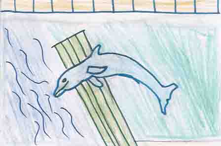 Dolphin Freedom